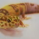 Murielle Paradis - 2013_1 Le gecko