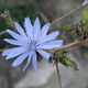 Nellie © - bleu