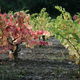 Nellie © - vigne de caractère 2