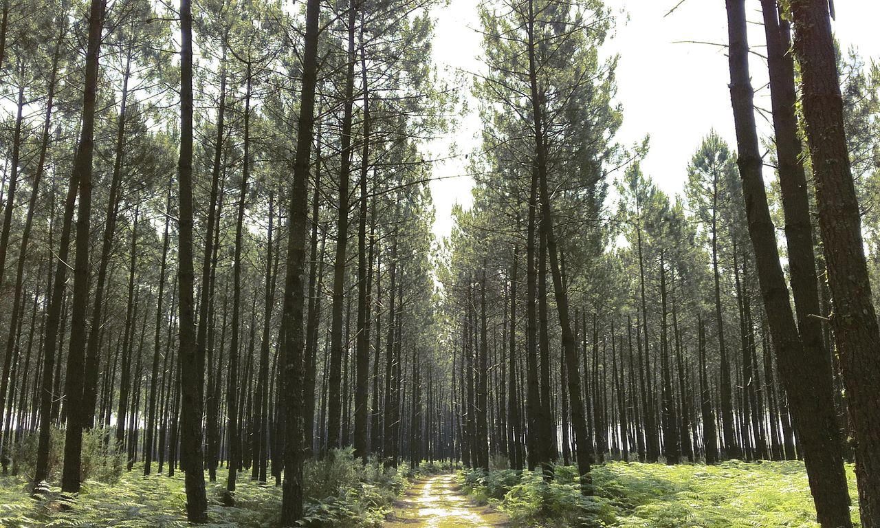 Niklas DC Sous couvert 