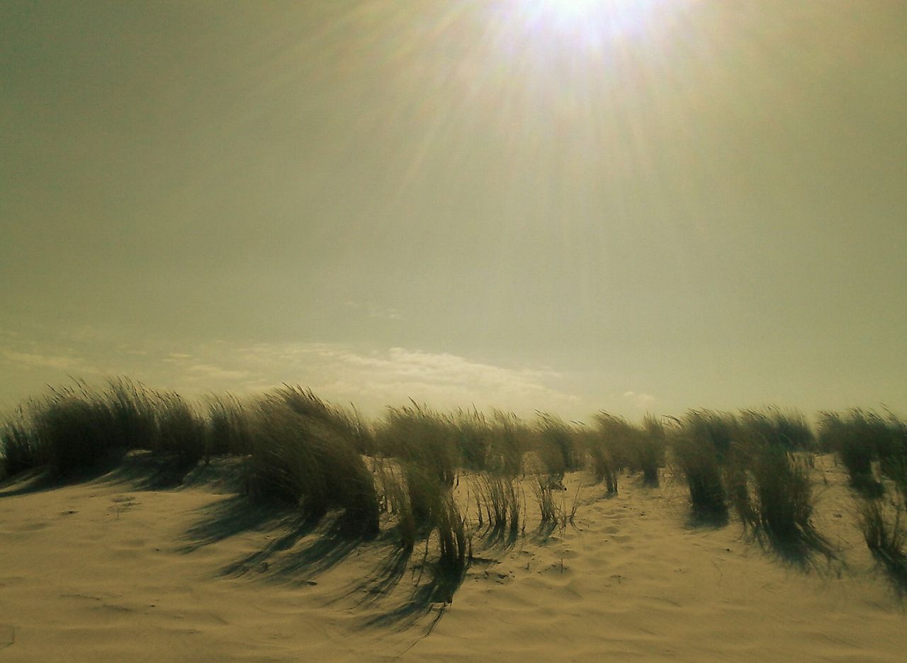 Niklas DC Sous le soleil exactement 