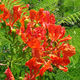 patricia - Flamboyant