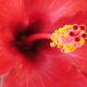 patricia - Pollen d'hibiscus