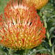 patricia - Protea sud-africaine