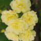 patricia - Roses Hamilton