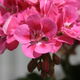 Phil Photos - Pink flowers