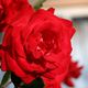 Phil Photos - Red rose