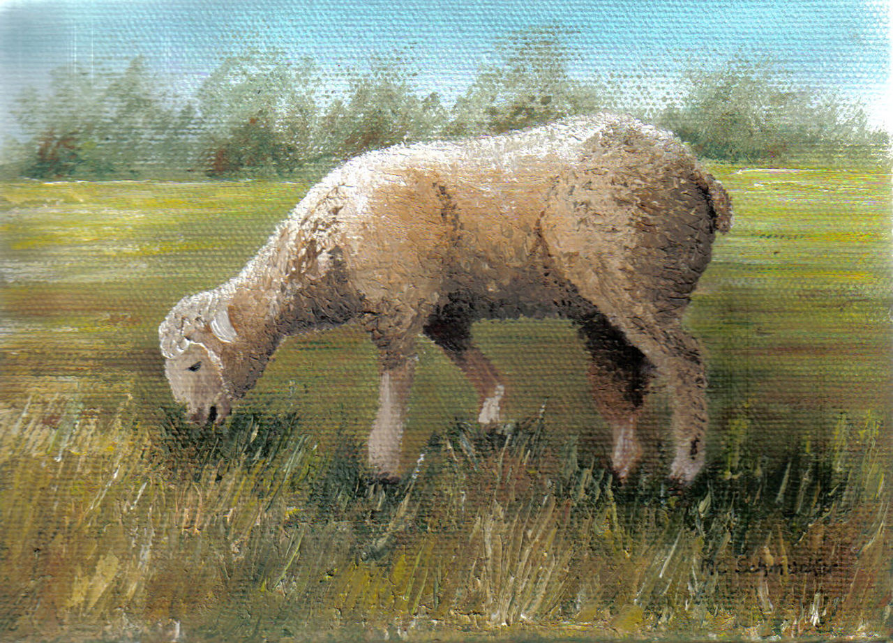 Schmucker Marie-Christine mouton