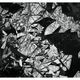 Suzy B. - Trees Pieces