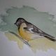 Sylviane MRL - petit oiseau à l'aquarelle 2011