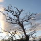 Tanvir - Lonely tree