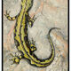 yves molac - -salamandre 01