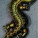 yves molac - salamandre 02